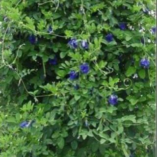 Cây hoa đậu biếc hoa kép ( mỗi bầu 3-5 cây )