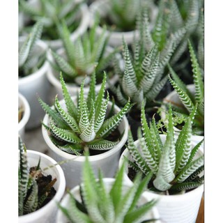 Cây móng rồng bán lẻ, kích cỡ tầm 3-4cm