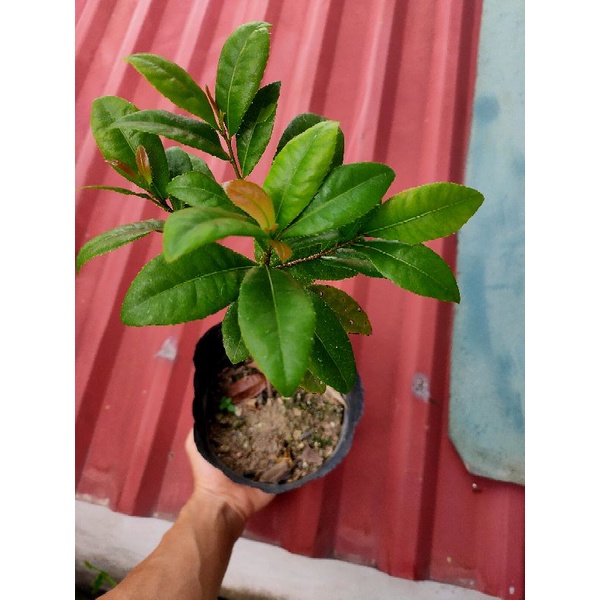 Cây Mai tứ quý