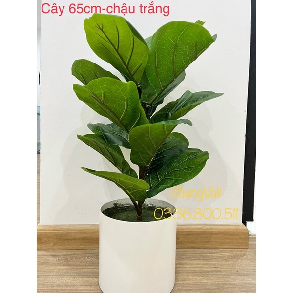 Cây giả- Cây bàng singgapo 1,1m kèm chậu giống thật 99% - HN