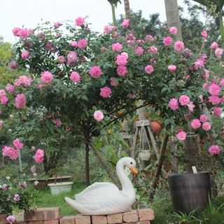 Hom giống Hồng cổ quế cánh kép màu điều - hom bánh tẻ dễ mọc rễ