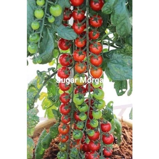 Hạt giống cà chua chuỗi ngọc sugar morga