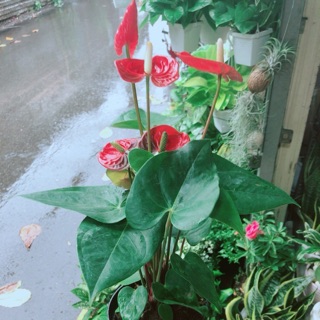Cây Hồng Môn