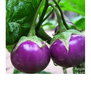 Bộ Gói Hạt Giống Cà pháo (cà bát) (cà trứng) Tím