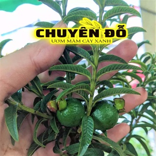 [SẴN] CÂY GIỐNG ỔI SẺ , CÂY GIỐNG ỔI NHẬT, ỔI LÁ KIM