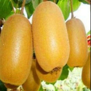 Cây giống kiwi ruột vàng