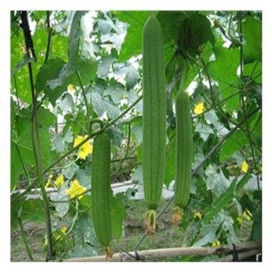 HẠT GIỐNG MƯỚP HƯƠNG LAI 407