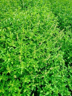 Muối cá lá é đặc sản Gia Lai