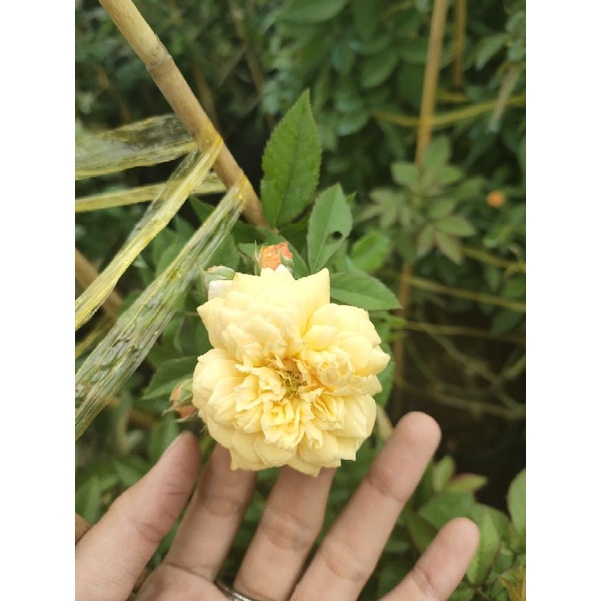Hồng ngoại jerri jening
