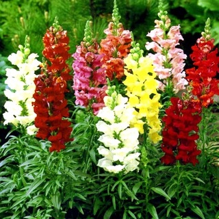 Hạt giống hoa mõm sói Mix