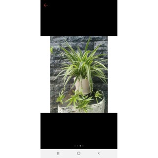 1 cây mạn nhện rễ trần