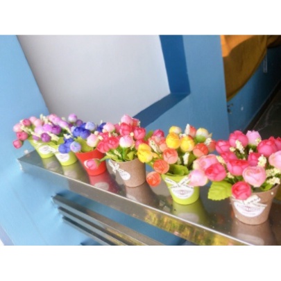 Chậu hoa nụ nhí để bàn tươi tắn xinh xắn mẫu hoa búp nụ