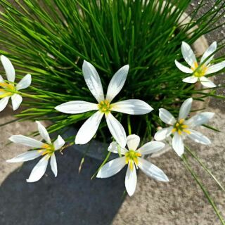 Củ huệ mưa màu trắng ( 5 củ )