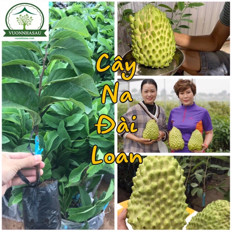 Cây Na Dứa Đài Loan