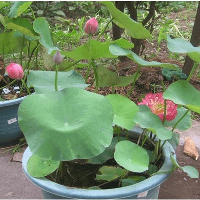 Hạt giống Hoa Sen Mini Dễ Trồng, Nhiều Màu - gói 5 hạt