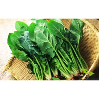 Hạt giống cải bó xôi chịu nhiệt 20 gram ☘️