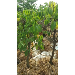 Cây giống khế ngọt-khế chua -free ship từ 50k
