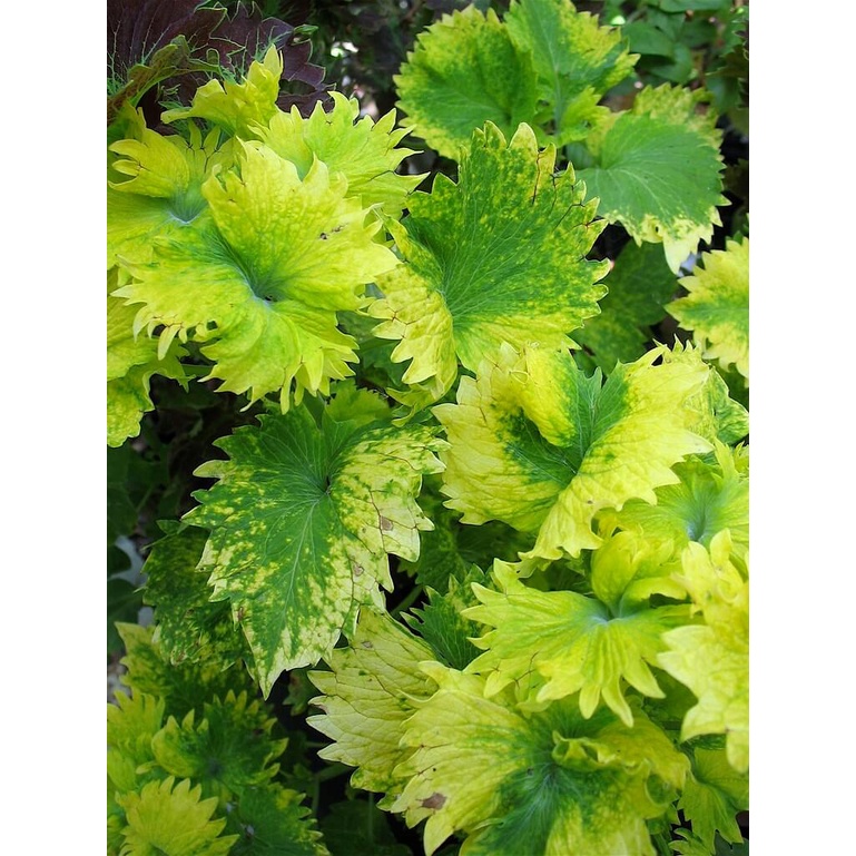 Cây Coleus scutellarioides Diane’s Gold (Lá Gấm Diane’s Gold) chậu nhựa 10cm