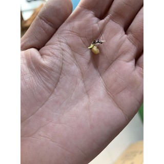 Hạt lúa mì 1kg (nảy mầm)