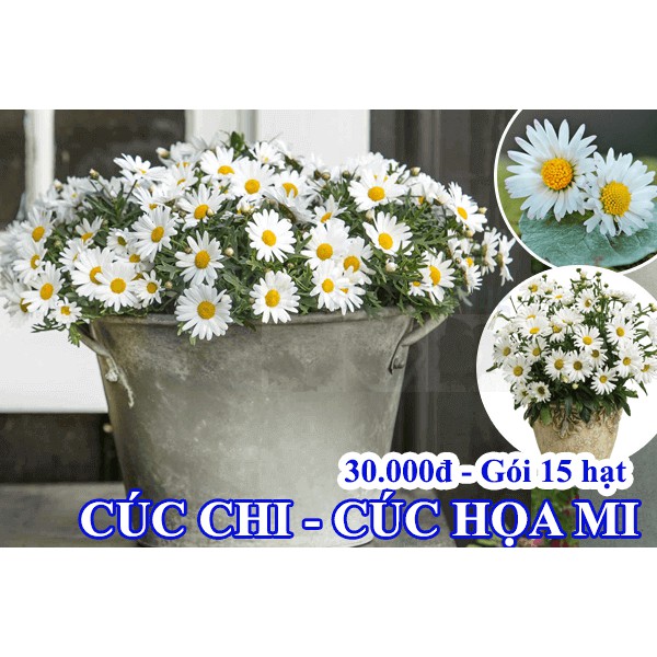 CÚC HỌA MI – CÚC CHI TRẮNG