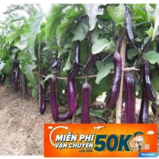 1g Hạt giống Cà tím LuckyseadTG