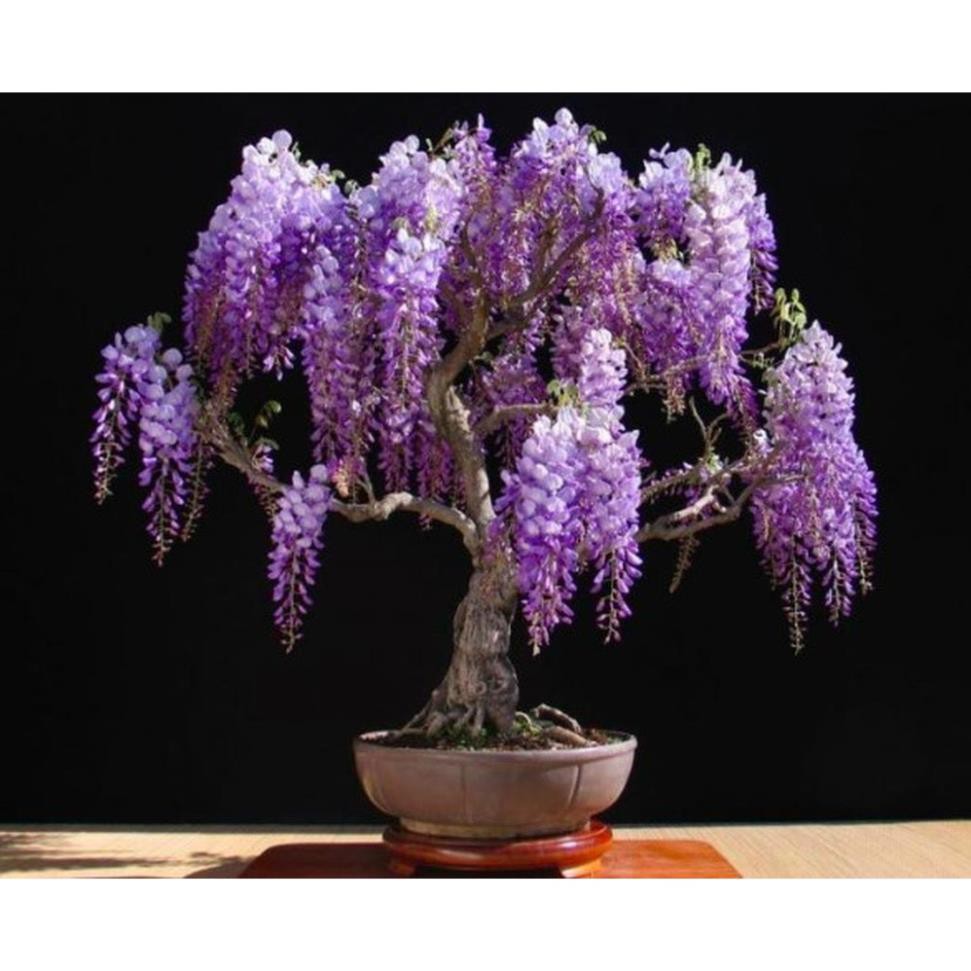 cpmbo 10 HẠT GIỐNG HOA TỬ ĐẰNG BONSAI GIỐNG NHẬP KHẨU NHẬT BẢN + Tặng 01 cây dâu da đất( bòn bon)