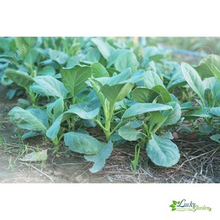 10g Hạt giống Cải rổ XTRA