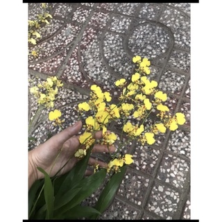 Vũ nữ vàng siêng hoa