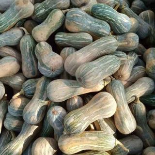 10 HẠT GIỐNG BÍ ĐỎ HỒ LÔ F1                                                               ( Bí Đậu ) năng suất cao