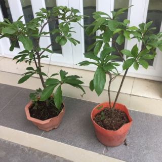 Cây lộc vừng lá nhỏ