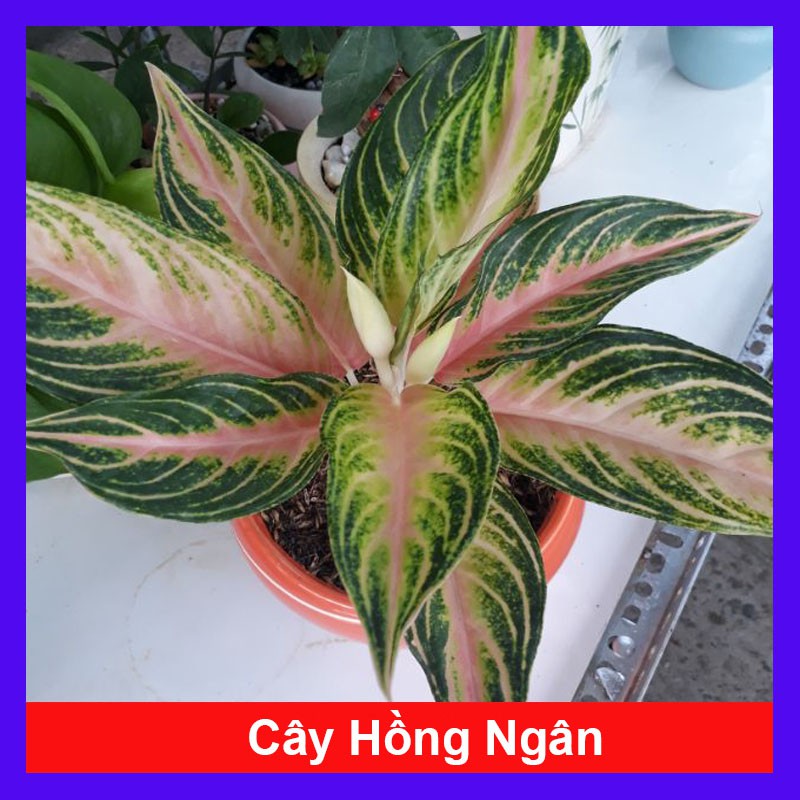 Cây Hồng Ngân - Cây cảnh mini để bàn + Tặng phân bón cho cây mau lớn