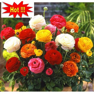 Hạt giống hồng ri tư 20 hạt nhiều màu (mao lương)