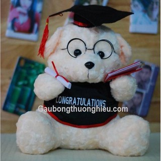 Gấu cử nhân tốt nghiệp
