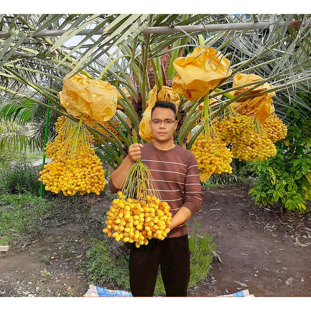 Hạt giống cây chà là Israel - 1 gói 10 hạt -DCLV