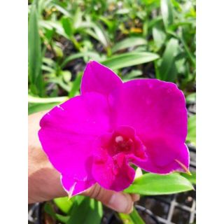 Hoa lan denro lai cát  ( cattleya)