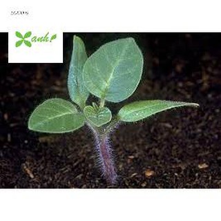 50 HẠT GIỐNG CÀ TÍM QUẢ LÊ