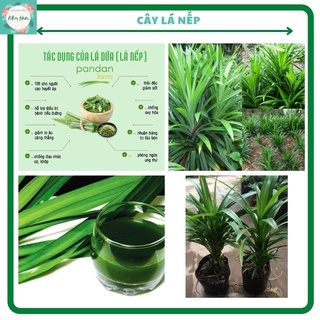 Cây lá dứa nếp-2 cây  dùng để đồ xôi,nấu chè,đun nước uống- như hình