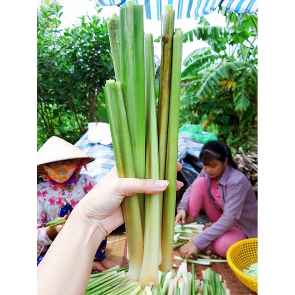 Cây Bồn Bồn miền Tây ngâm đóng gói ăn Lẩu, làm gỏi cực ngon