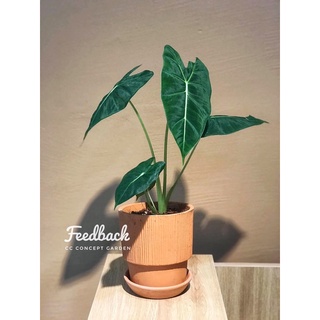 Môn Alocasia Frydek