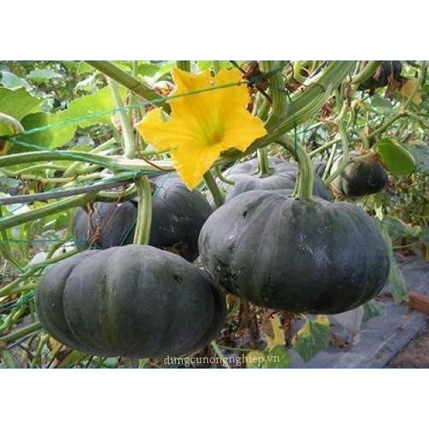 Hạt giống bí đỏ cao sản