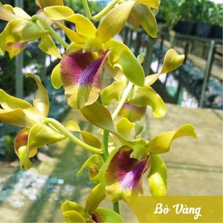 Phong lan Dendro nắng BÒ VÀNG, cây trưởng thành, cho hoa quanh năm, chậu gỗ
