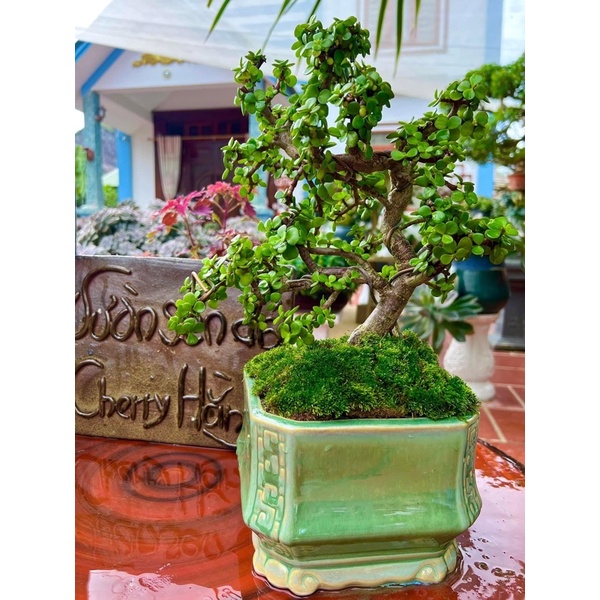 Chậu trồng cây dáng tròn chân mây trồng cây cảnh bonsai.