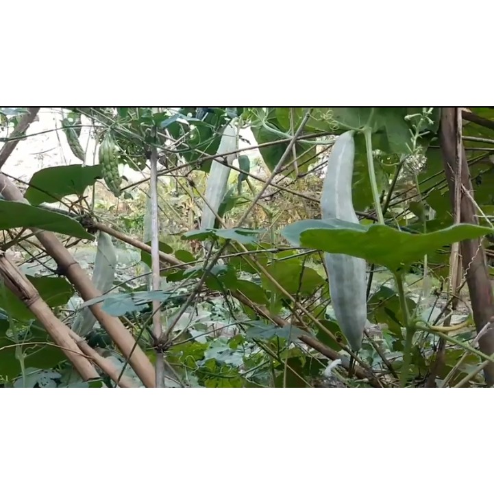 HẠT KHỔ QUA TÂY TRẮNG - GÓI 5 GRAM