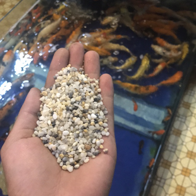 1 kg sạn Hà Nội trắng sạch dùng trải hồ hoặc bỏ chậu cây