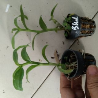 Giả hạc giống