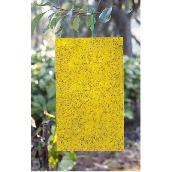 [Tặng kèm dây treo] Miếng bẫy dính ruồi vàng, dính côn trùng 2 mặt siêu dính 20x25cm