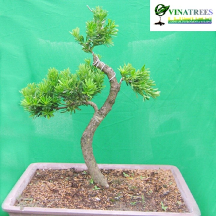 CÂY GIỐNG CÂY VẠN NIÊN TÙNG KIM CƯƠNG BONSAI TRƯỜNG THỌ