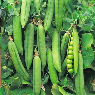 HẠT ĐẬU HÀ LAN - GÓI 20 GRAM