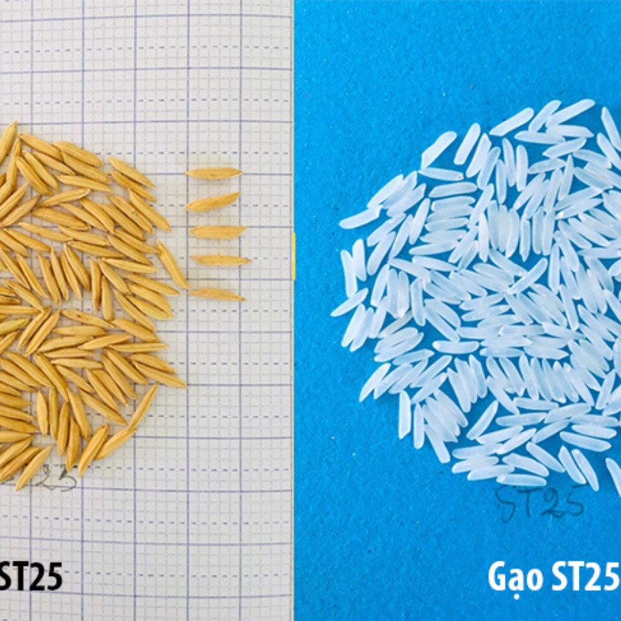 Gạo Tấm Thơm Dẻo ST25 Ông Thọ Nấu Cháo Dinh Dưỡng Cho Bé Cơm Tấm Gia Đình 1KG | BigBuy360 - bigbuy360.vn