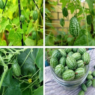 Hạt giống dưa hấu tí hon 10 hạt (TẶNG gói kích thích hạt nảy mầm)